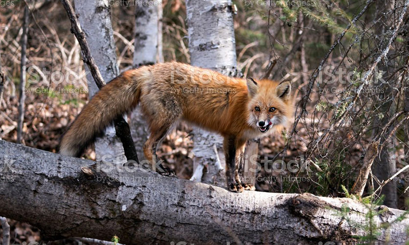 South Coast Contract Shooting - Feral Animal Control for properties