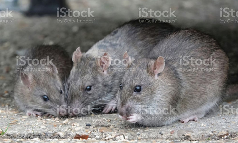 South Coast Contract Shooting - Feral Animal Control for properties