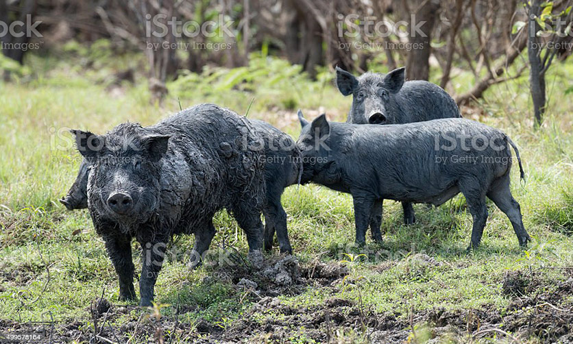 South Coast Contract Shooting - Feral Animal Control for properties