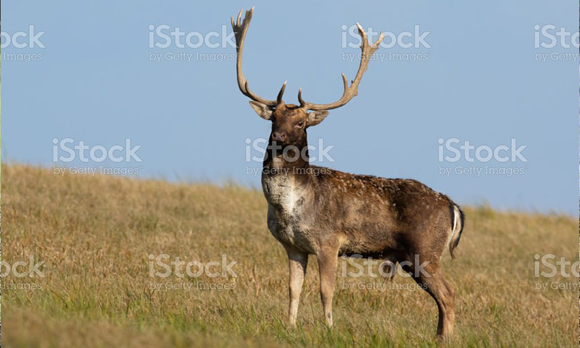 South Coast Contract Shooting - Feral Animal Control for properties