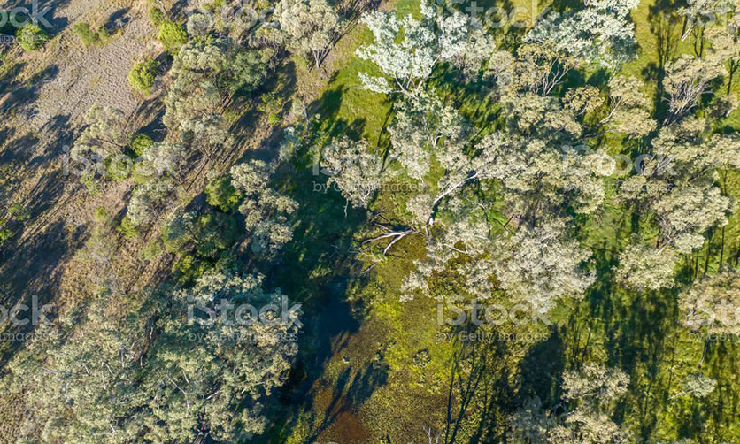 South Coast Contract Shooting - Feral Animal Control for properties