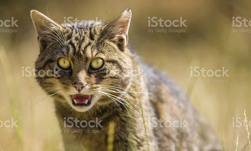 South Coast Contract Shooting - Feral Animal Control for properties